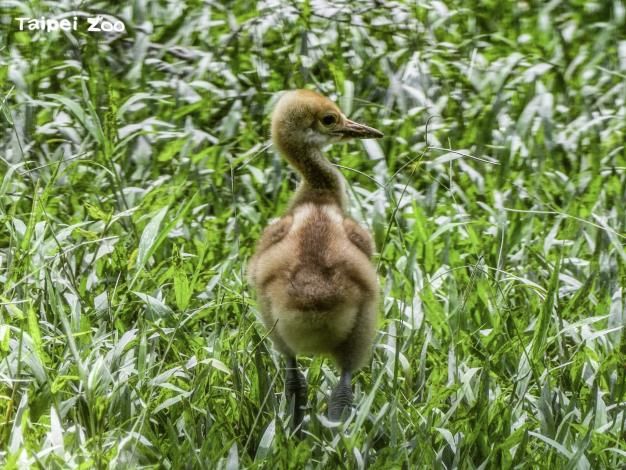 保育員在上月21日發現丹頂鶴雛鳥現身草叢中。（台北市立動物園提供）
