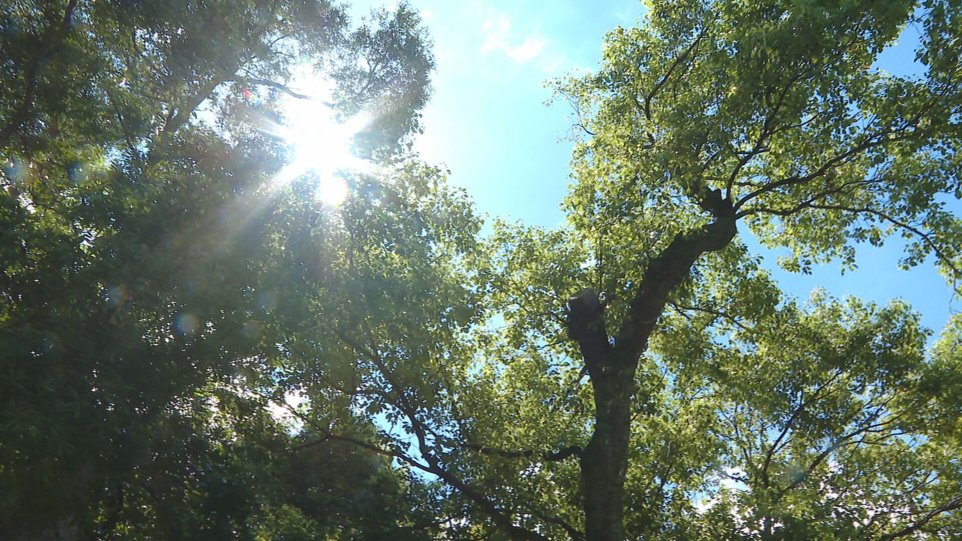 一圖看本週四季！週三前暖如夏　這天起「2波鋒面接力」再變天
