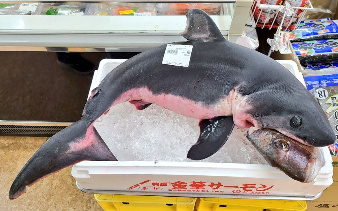 日本超市驚見「超真實海洋食物鏈」 鯊魚嘴叼鯛魚頭販售原因曝光
