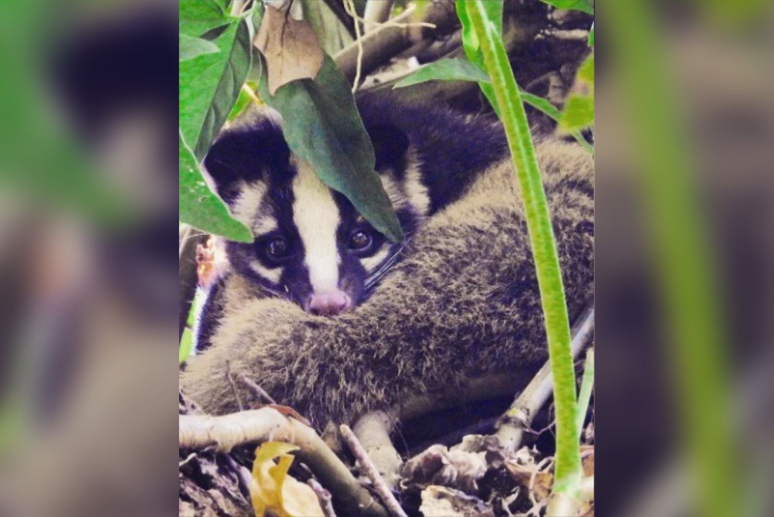 野放白鼻心遭「地獄三頭犬」咬死 台大生控「對動保團體失望透頂」