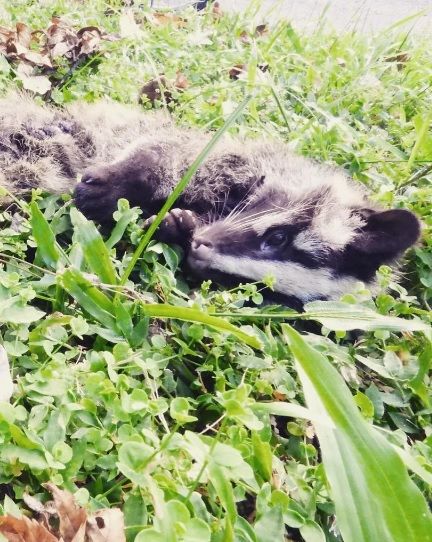 白鼻心「冰箱」才重回大自然7天，就死於「地獄三頭犬」口中。（翻攝自莊生臉書）