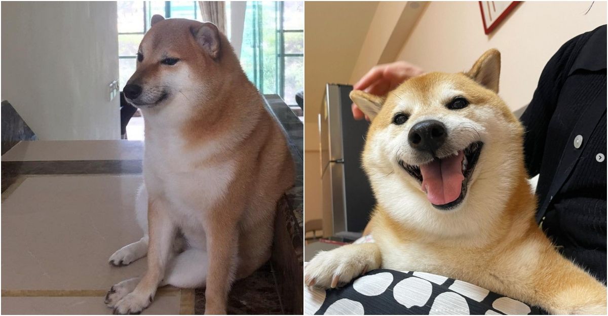 迷因哏圖「小廢柴」離世　主人悲痛：請記得牠帶來的歡樂