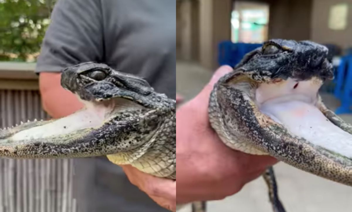 這隻失去上顎的短吻鱷,目前已在佛州當地一家老牌鱷魚樂園展開新生活。