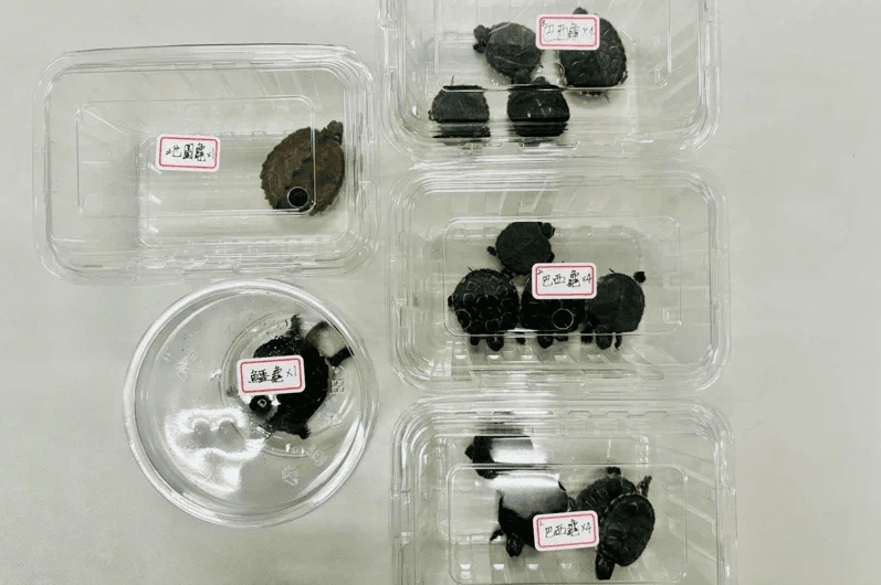 中年男偷14隻寵物龜藏口袋　「烏龜探頭」露餡遭逮