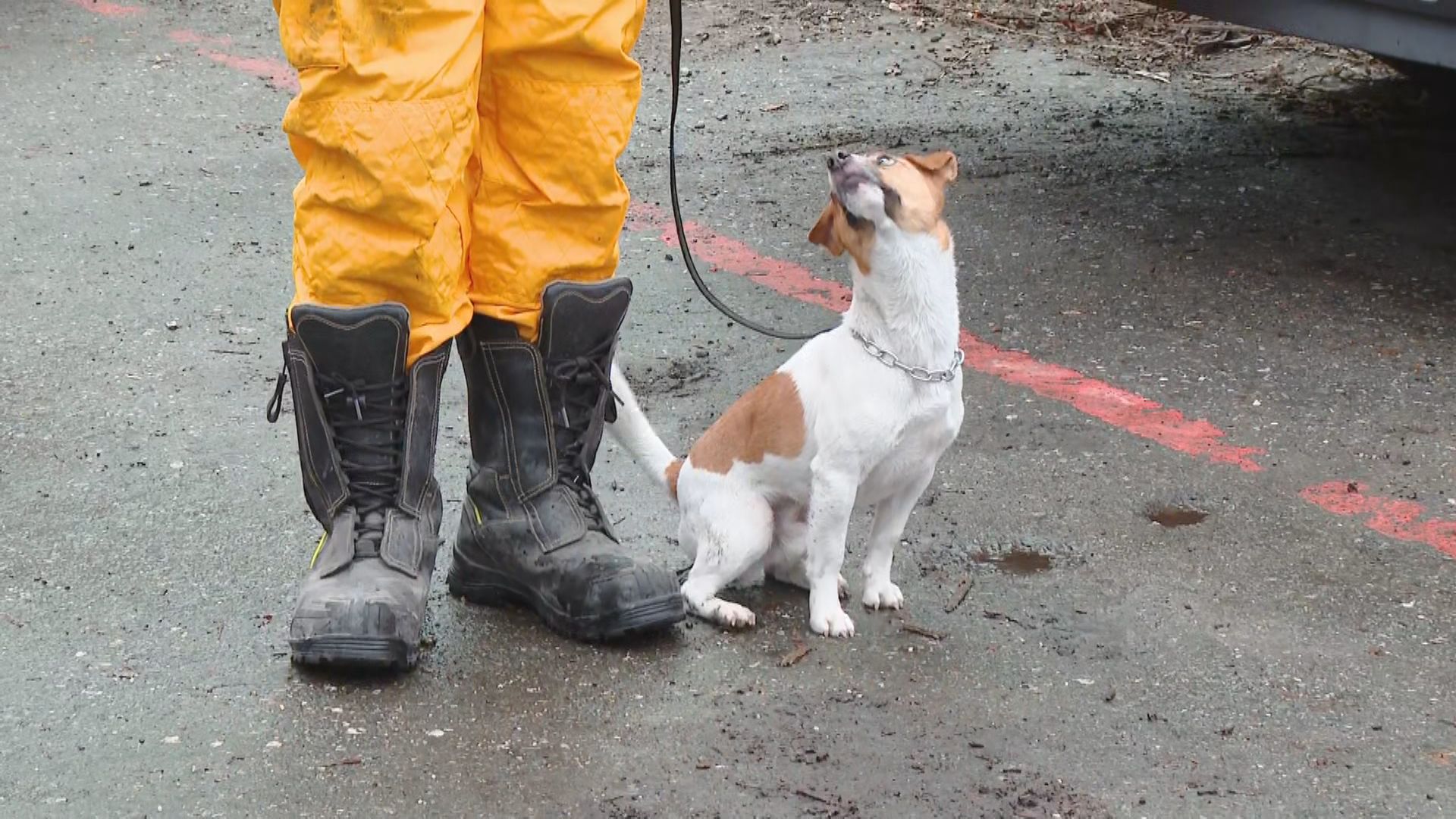 403地震尋獲多名罹難者　搜救犬Wilson訓練墜樓亡