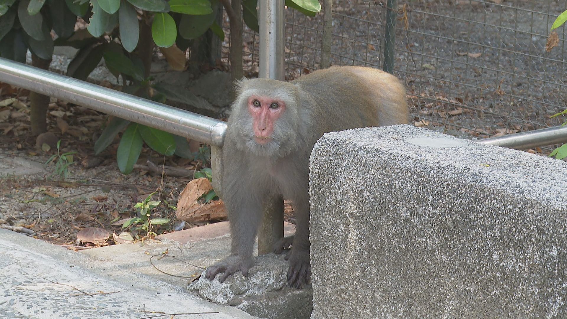 保全持長空氣槍趕猴　壽山動物園惹議