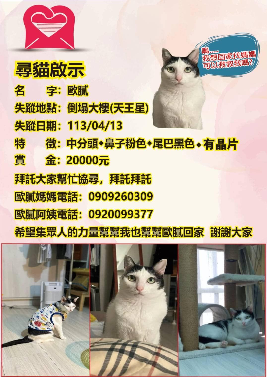 「歐膩」主人發出賞金2萬元的尋貓啟事。（翻攝自Pei Xu Lu臉書）