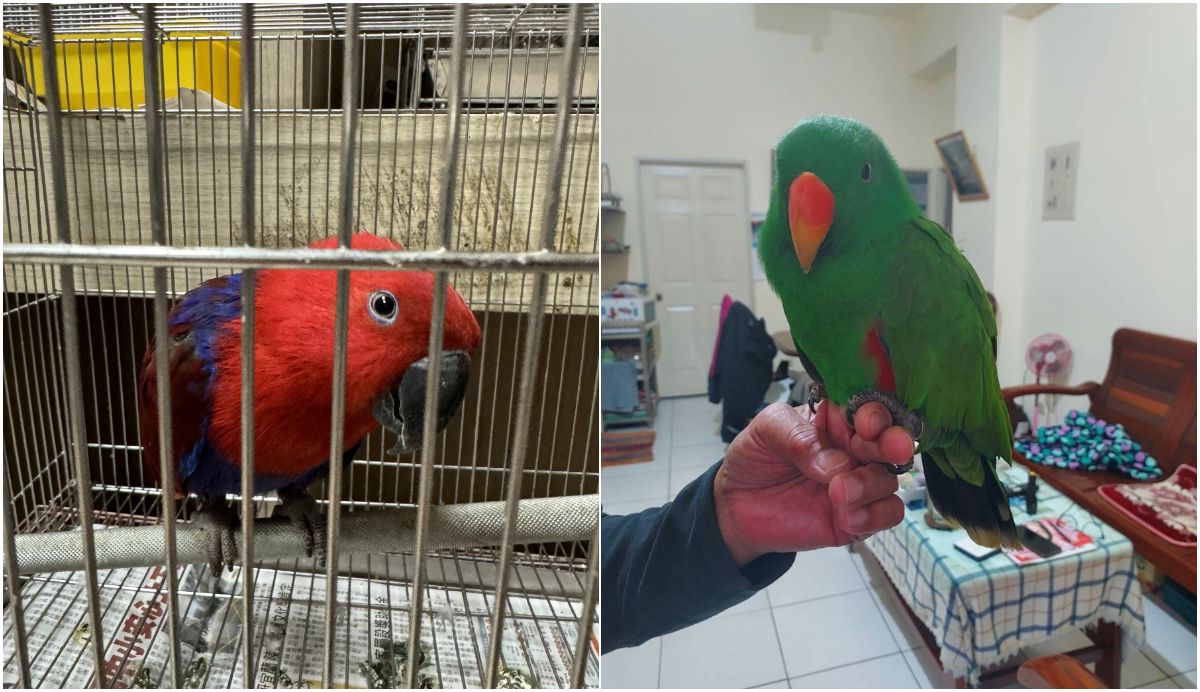 折衷鸚鵡逃家飛闖民宅!家中同伴超抑鬱 飼主中秋前找到鳥團圓