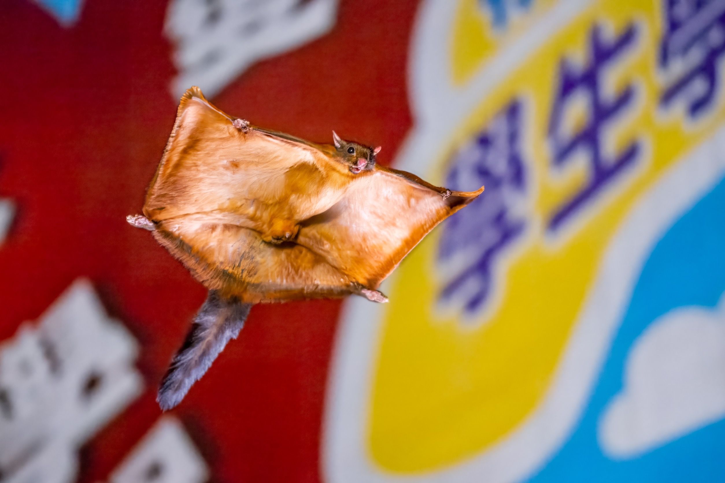 大霈透露接到邀請超興奮，沒問酬勞就一口答應。（BBC Earth提供）