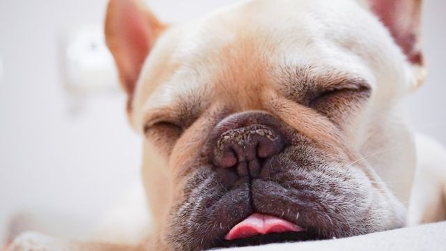 法鬥遭灌農藥送醫撿一命　男稱「看不順眼」違《動保法》被送辦