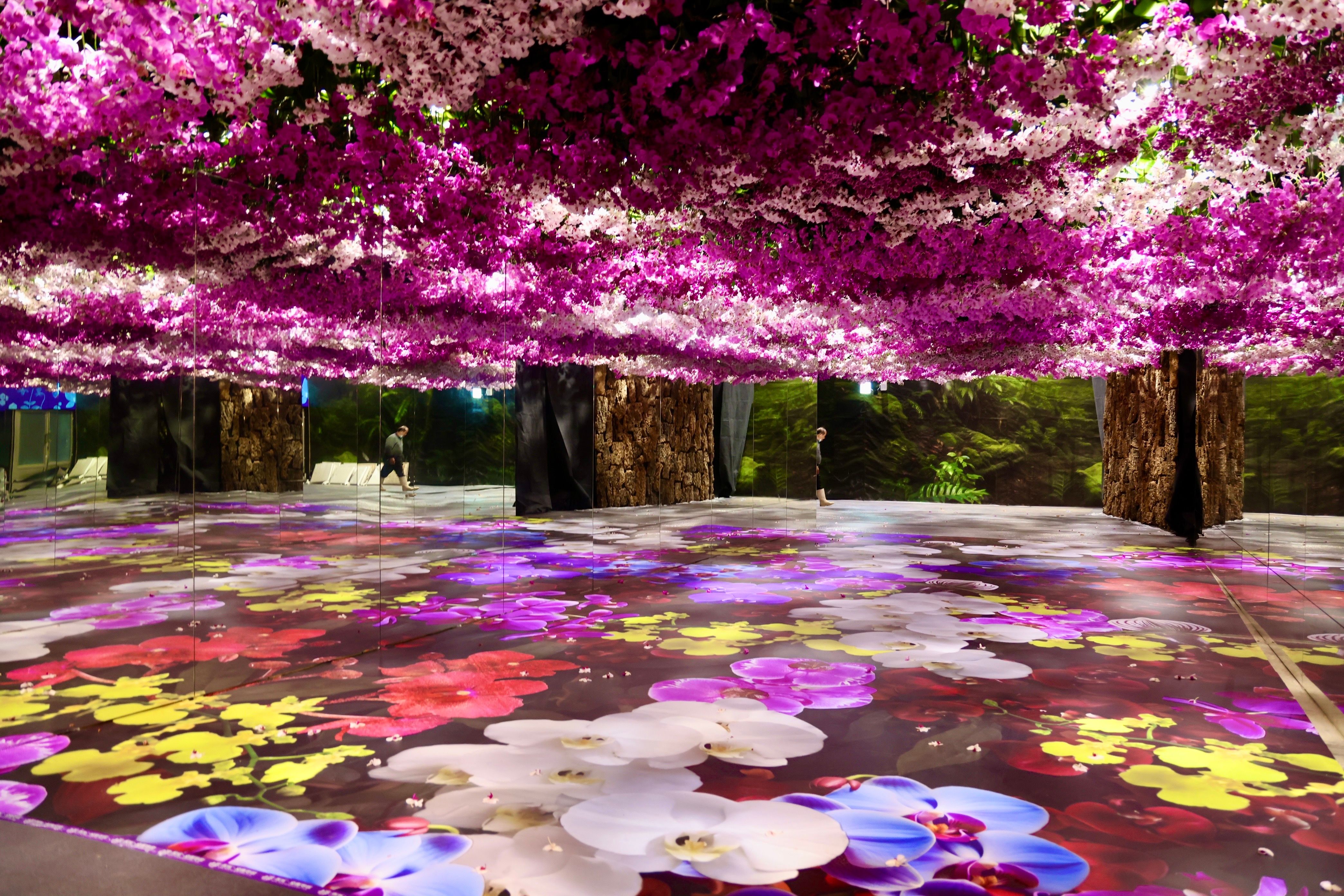 【2025亞太蘭花展】被蘭花包圍了　韓國人氣YouTuber英玹 : 像作夢一樣