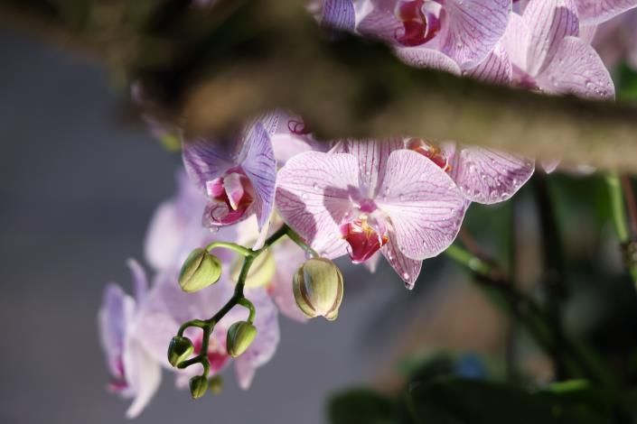 競賽區的蘭花都是農民悉心照料、培養出的競賽品種。（台南市政府提供）