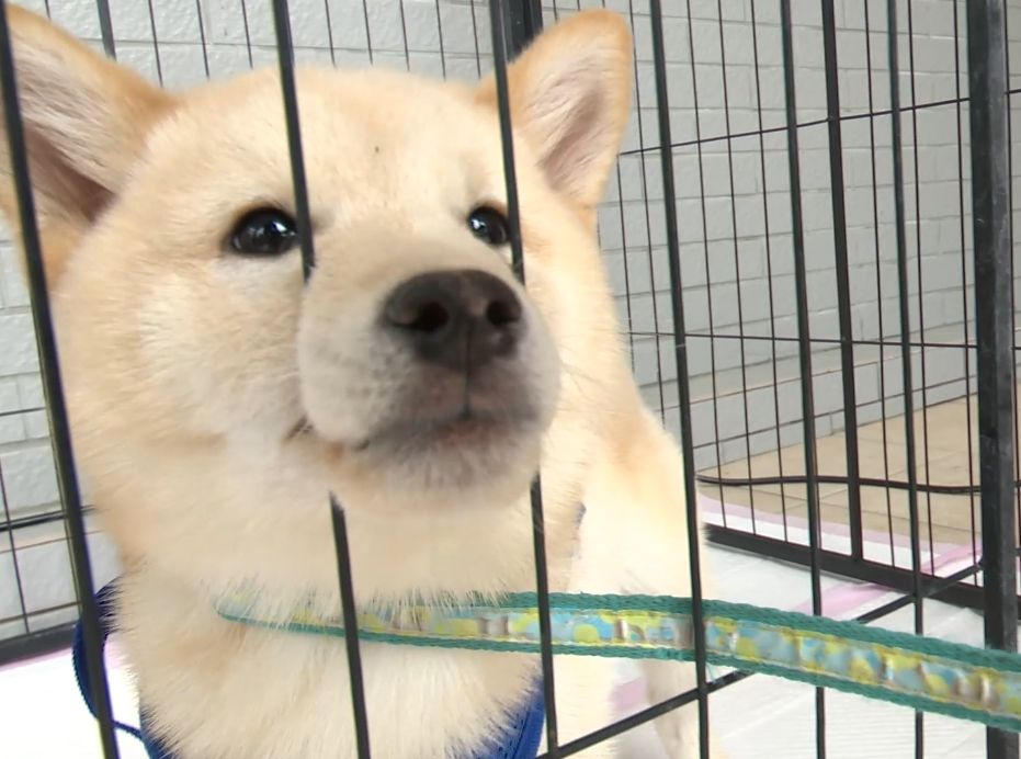 新竹縣柴犬認養200人搶13隻　飼主還要先考試