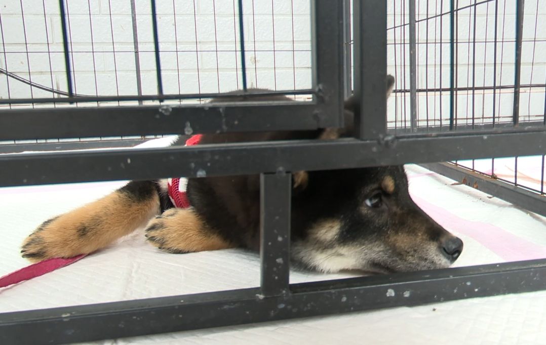 可愛的柴犬等待新主人的愛護。