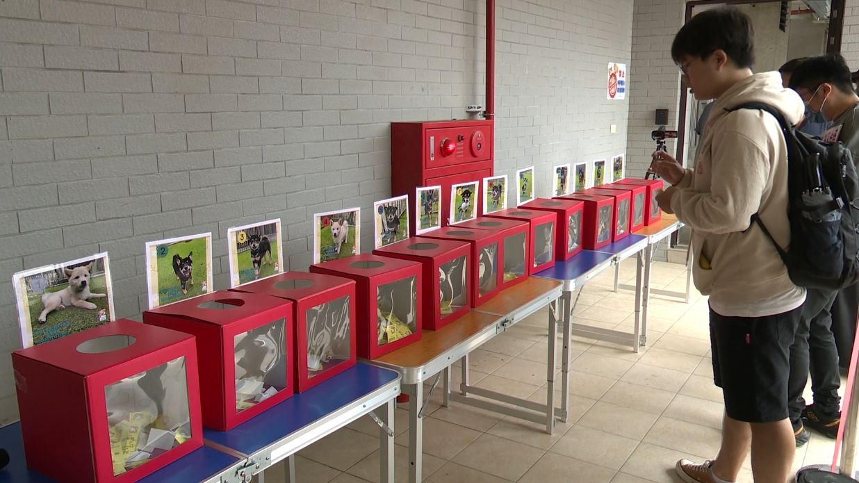 飼主想要認養，還必須先得抽籤。