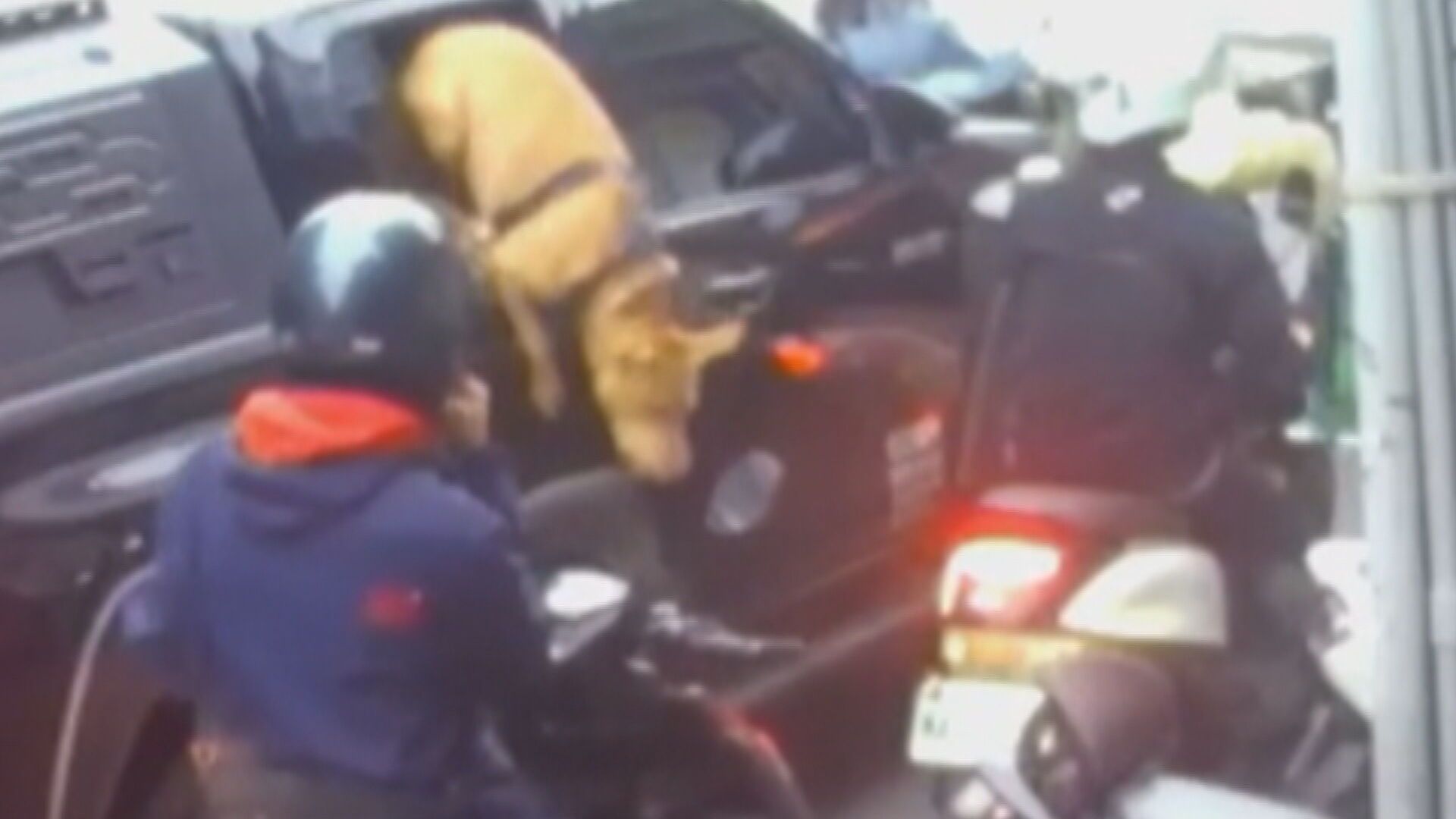 短短11天咬傷2人！裁罰結果還沒出爐　比特犬再跳窗狠咬騎士