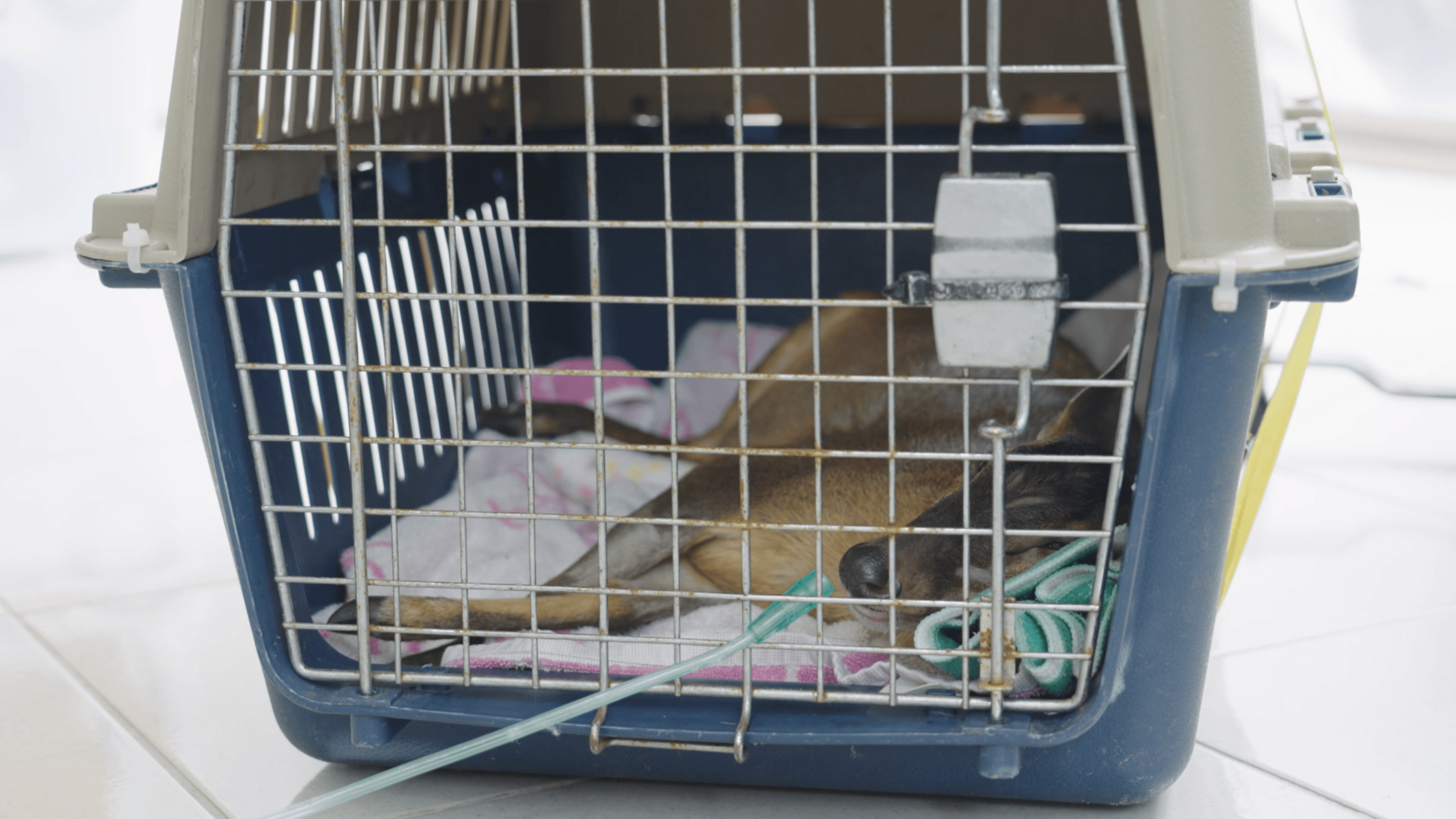 手術後的山羌，得先關籠觀察狀況。