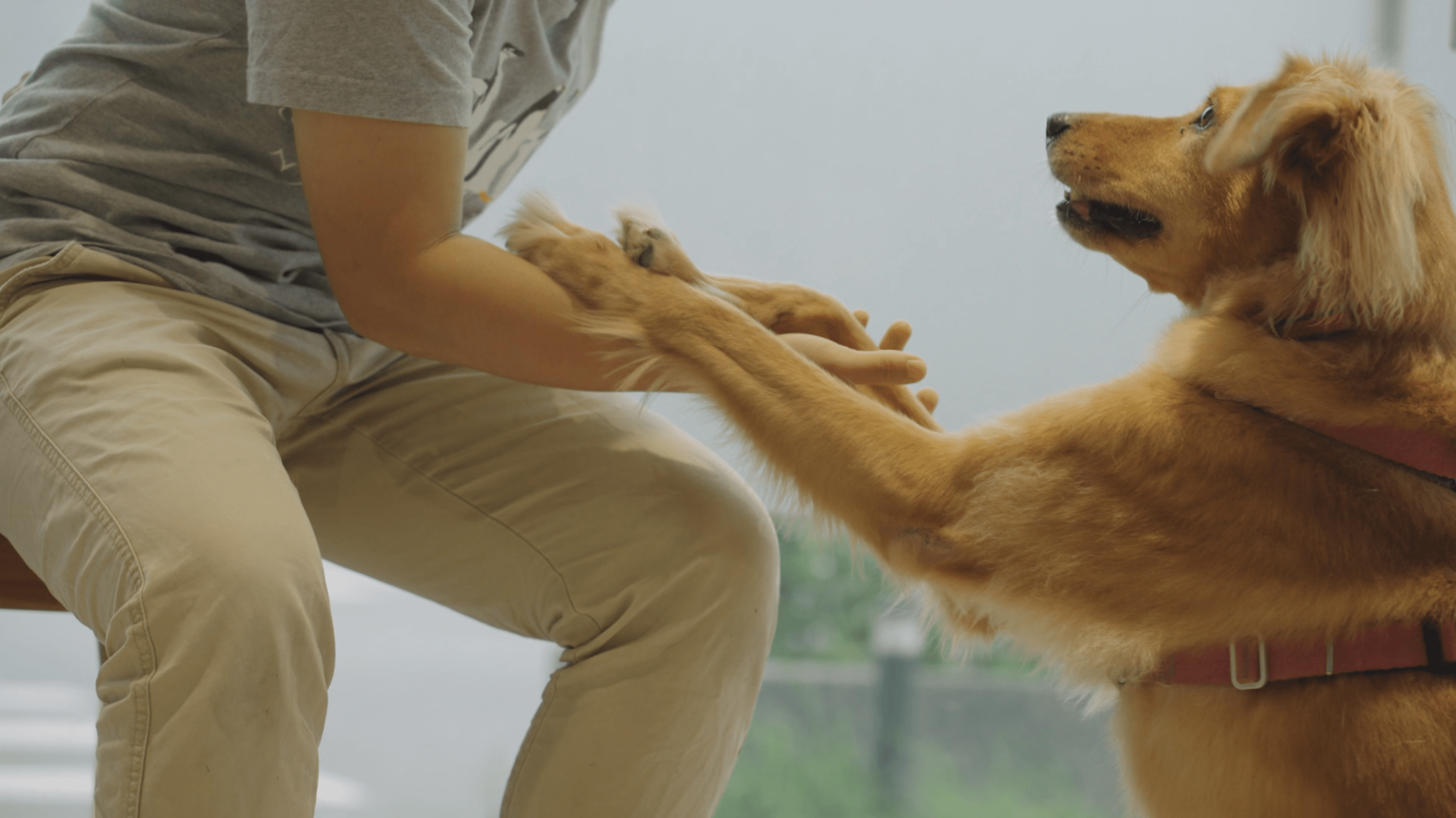 獸醫師阿毛收養愛追逐野生動物的愛犬，也是希望透過自身力量減少野生動物的傷亡。