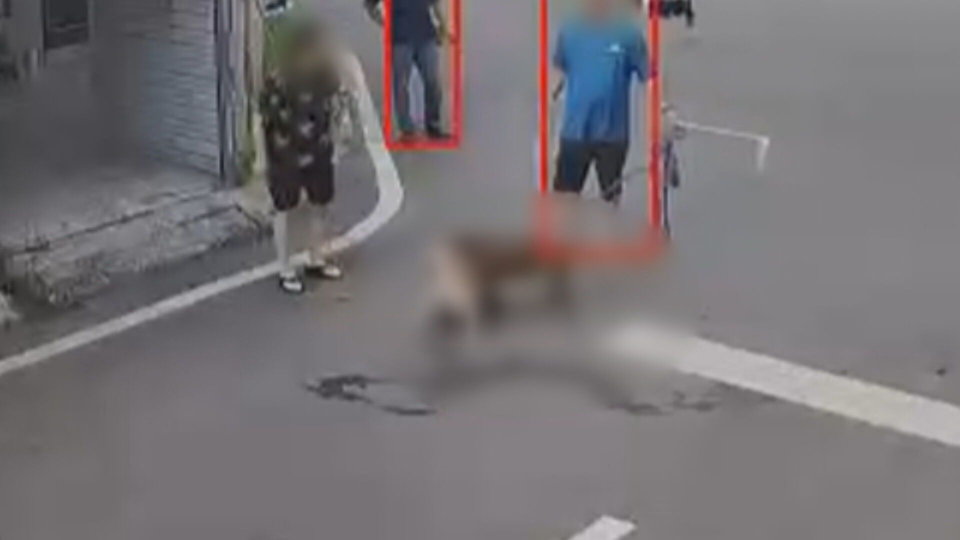 咬死柴犬！比特犬飼主交代不清愛犬下落　屏縣府要查了