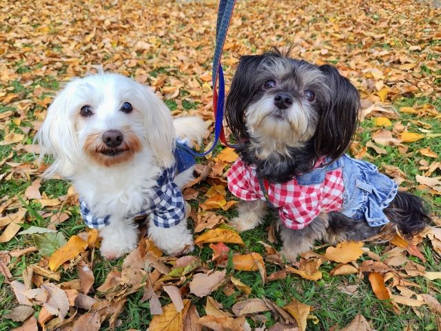 養2犬被投訴有異味　高雄女「餵老鼠藥釀1死」下場曝