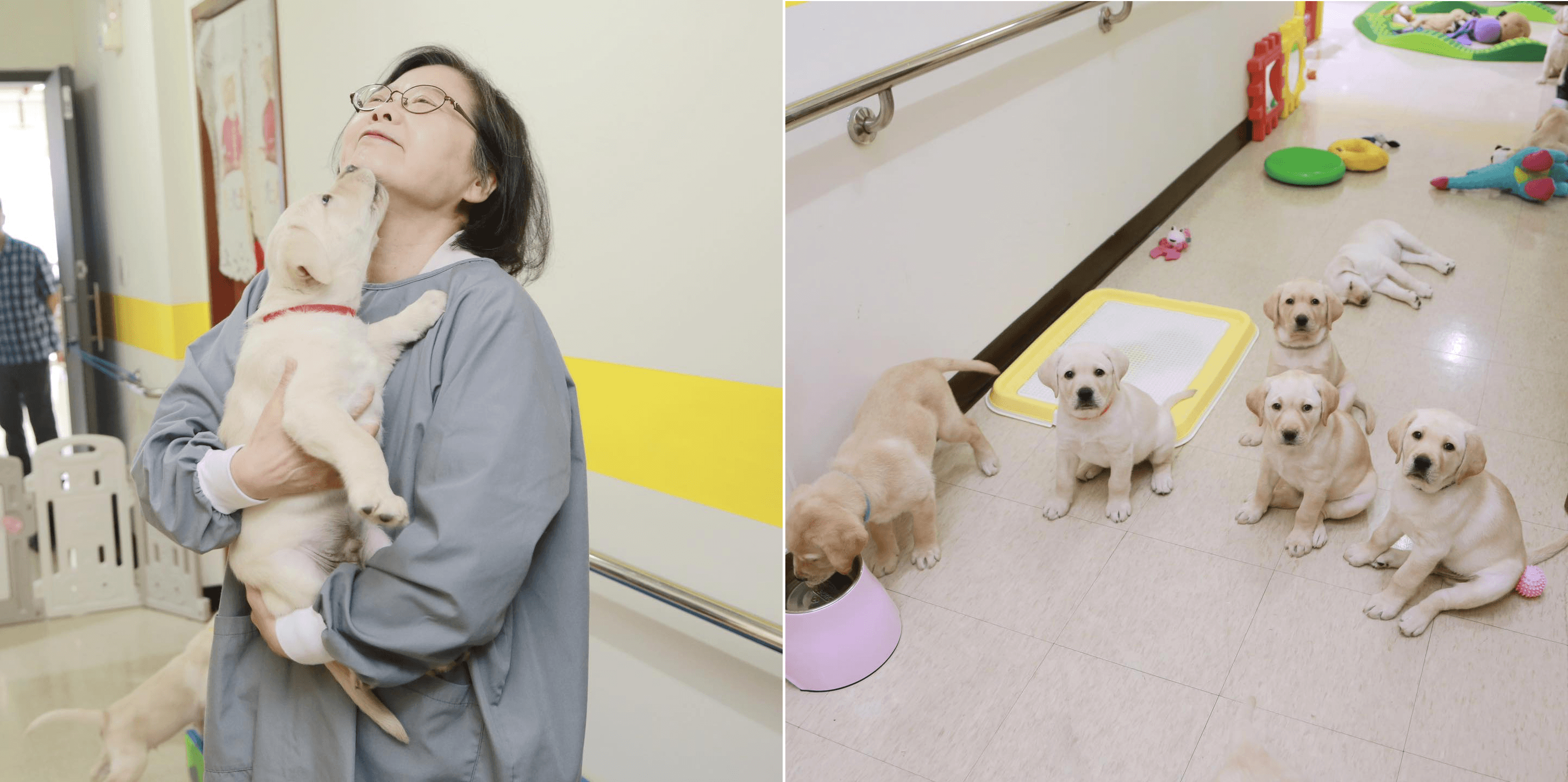 真的好萌！蔡英文抱導盲犬「秋雅」　笑稱「妳喝醉啦」