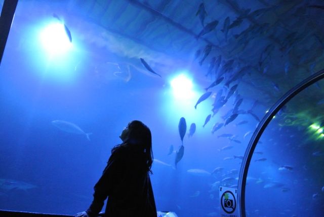 泰國女實習生餵烏龜遭襲臀　中國男被逮急辯「生病」疑為脫罪