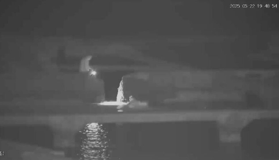 李康生上月與友人闖入九孔養殖場，撈取2顆海膽遭送辦，目前已與業者達成和解。（翻攝畫面）竊取