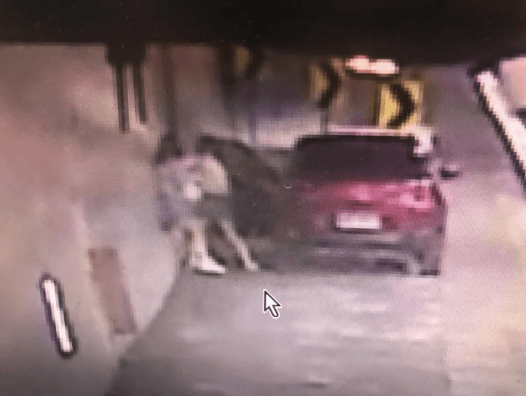 母女雪隧避車彎扭打導火線曝光 藍牙音樂喬不攏!媽火大丟手機