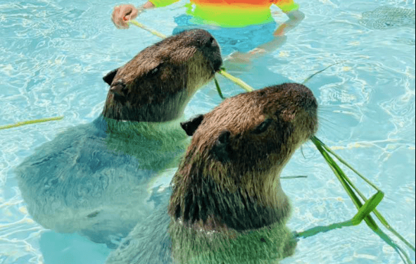 墾丁人氣2水豚疑遭毒殺 胃檢出農藥、化學藥劑!業者報案抓人