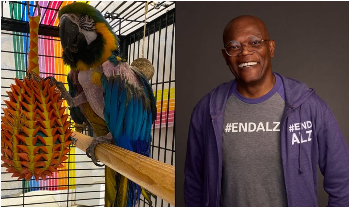 髒話鸚鵡送養文爆紅「養牠就像養了山繆傑克森」　50人搶申請