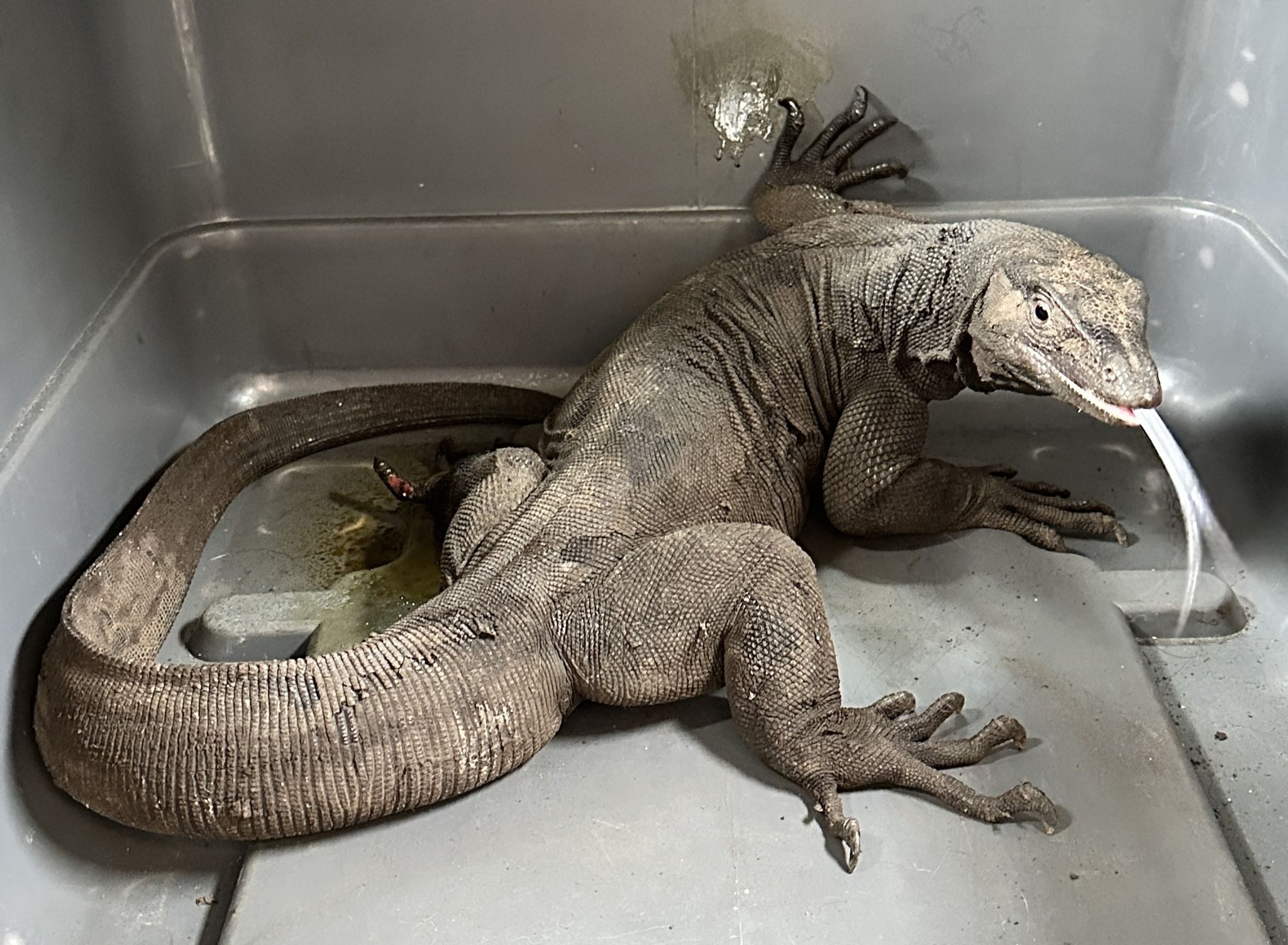 高價巨蜥出沒竹北烤鴨店　「多人自稱飼主」動保所限期出示證明