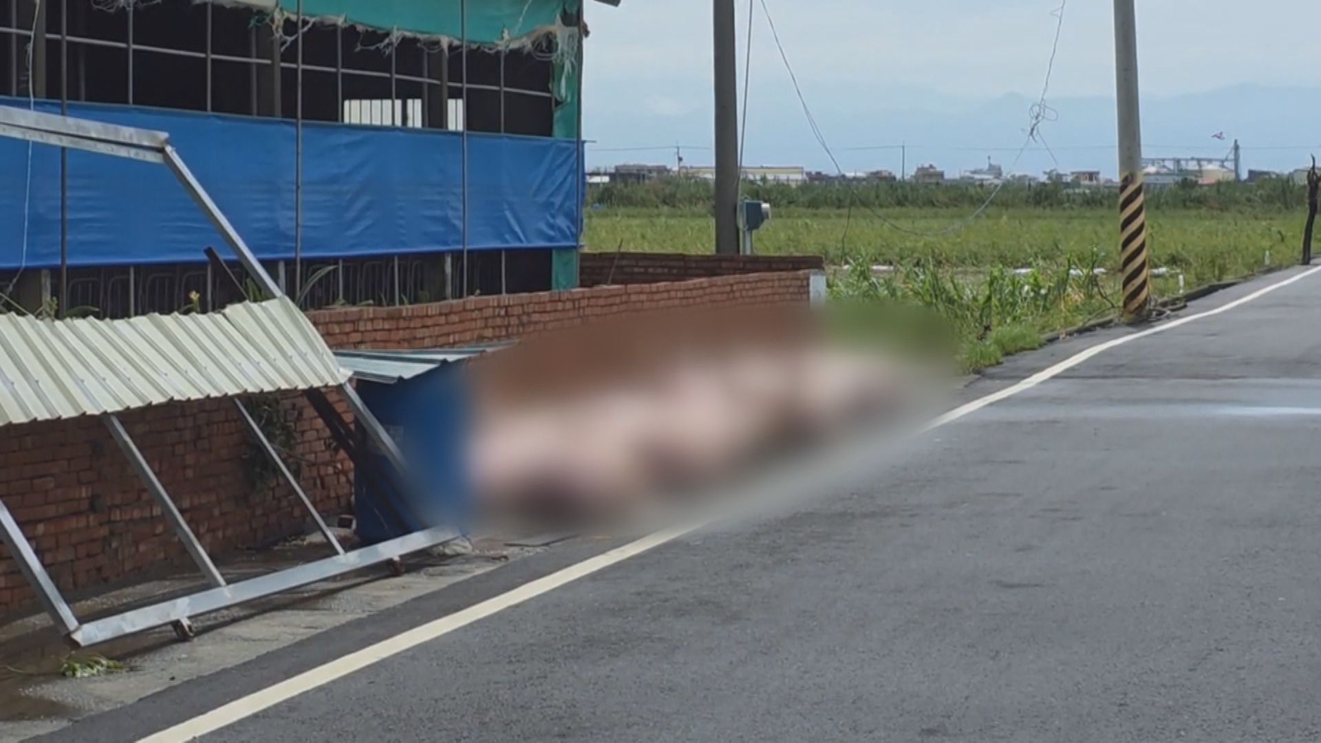 農損24億！現金救助台中以南7縣市1／躲過風災卻碰上漏電　養豬場復電當下意外電死豬