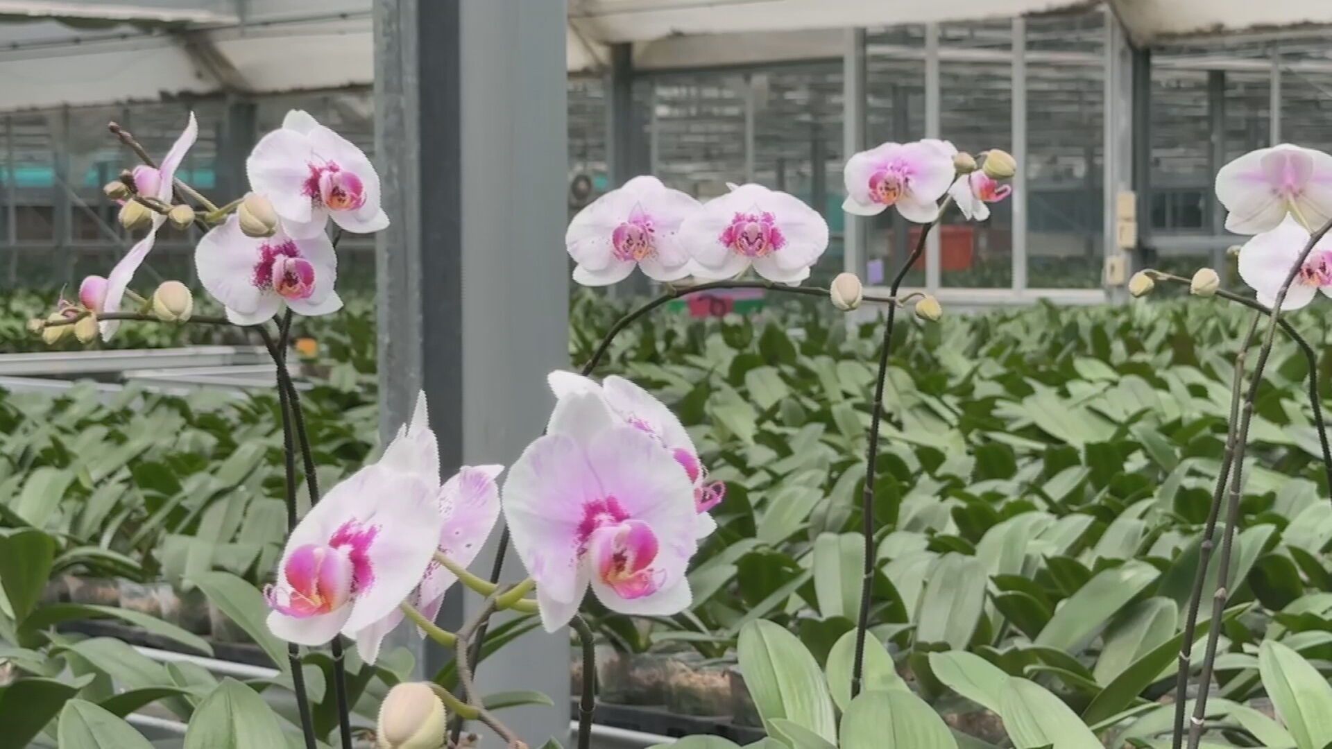 川普關稅衝擊全亞洲 出口影響劇1／台灣關稅20%衝擊農漁業　養殖業者：希望維持10%