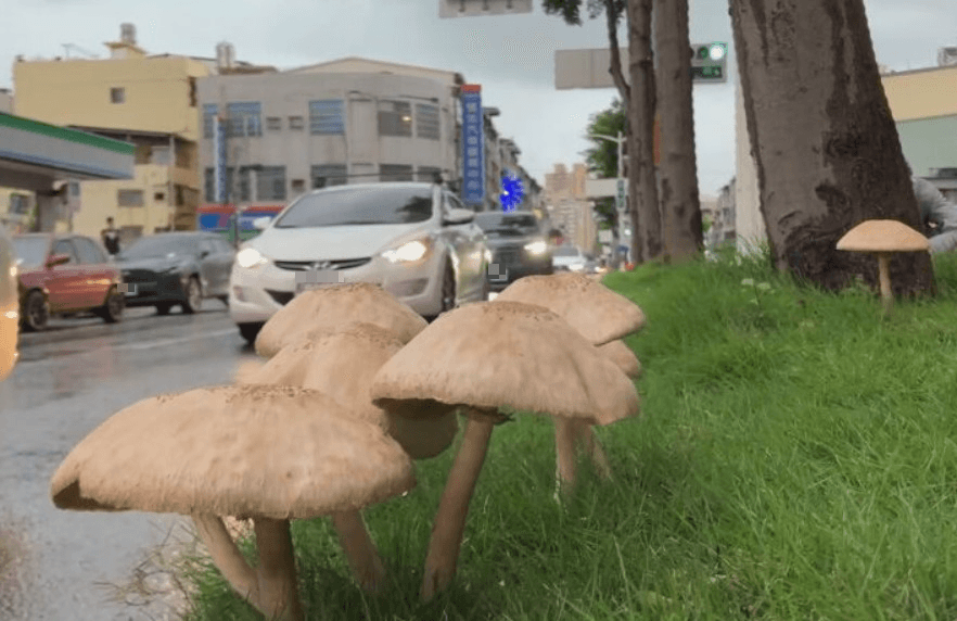 高雄分隔島長「綠褶菇」引圍觀　警憂影響交通連夜拔除