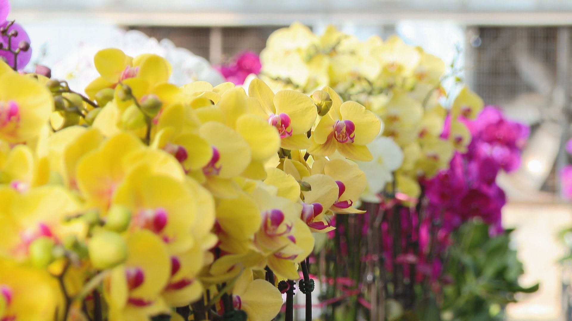 美關稅疊加20%　台廠重傷2／美對台關稅不只20%　須「疊加原有稅率」傳產業重傷