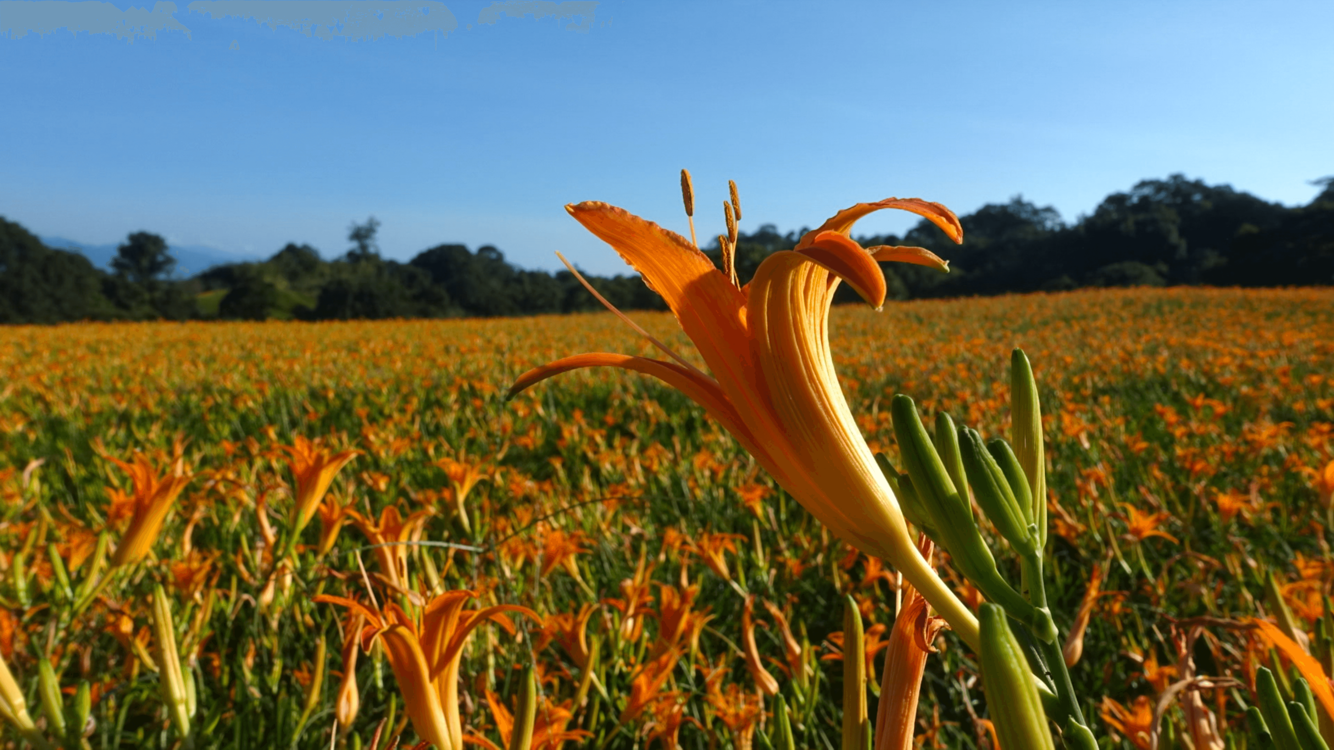 花蓮赤科山金針花盛開 金針根也有妙用