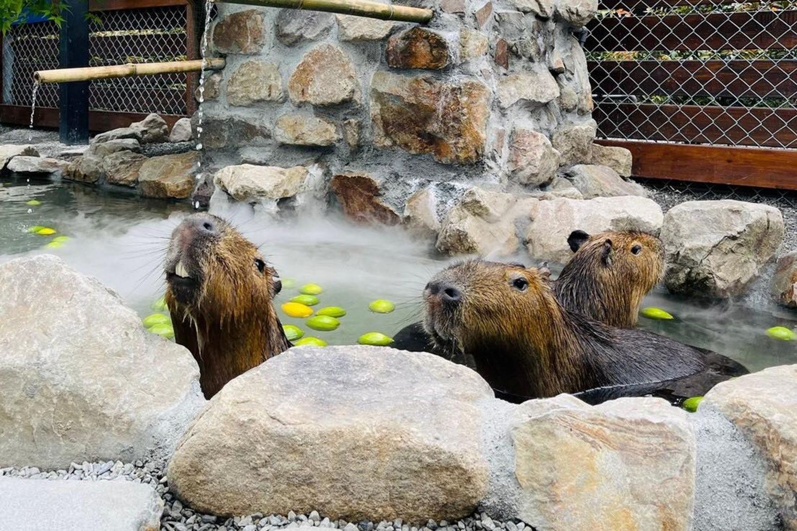張美阿嬤兒害死動物　Google地圖遭改「王老先生投毒休閒農場」