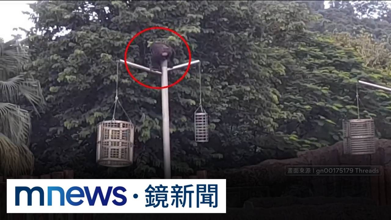 遭目擊翻牆！北市動物園2黑猩猩脫逃　園方「不排除人為疏失」