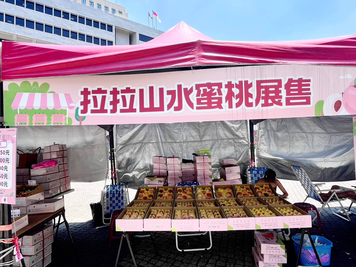 網傳「拉拉山水蜜桃盛產滯銷」,桃園市農業局今駁斥為不實消息。(桃園市農業局提供)