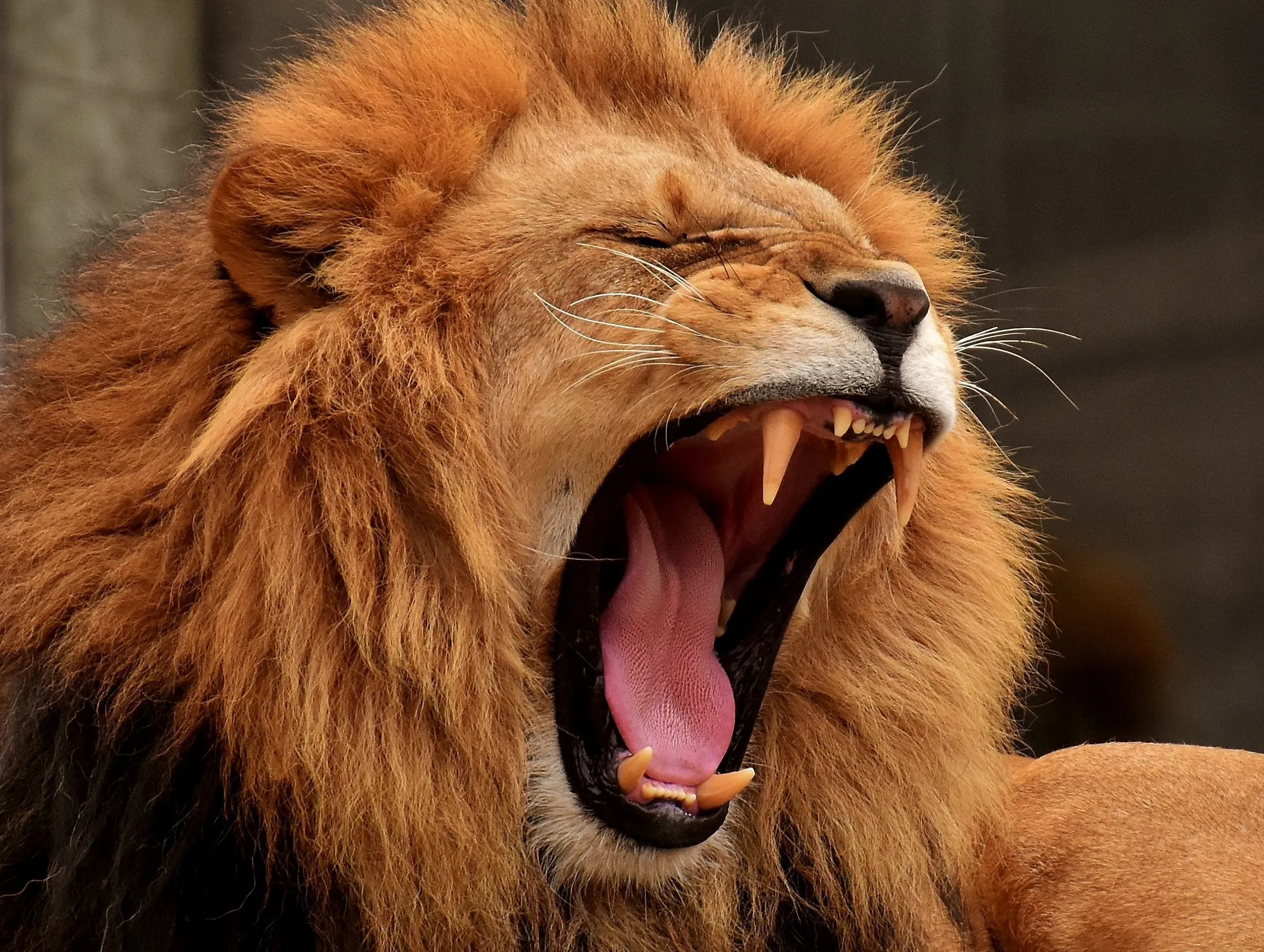 忘鎖門代價太大！　動物園員工清籠舍「慘遭3獅圍攻」撕咬慘死