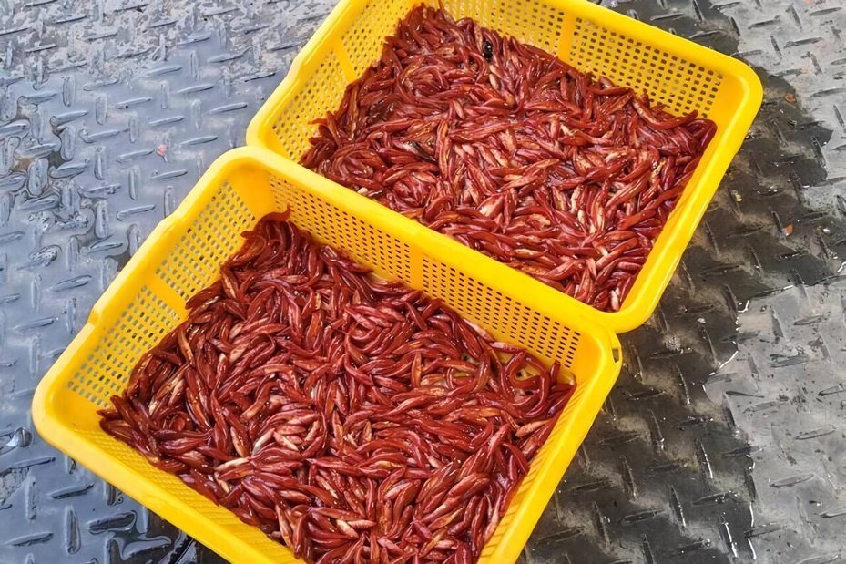 日月潭死亡泡泡再現!魚虎球電撈暴增8倍 疑強敵退場釀生態危機