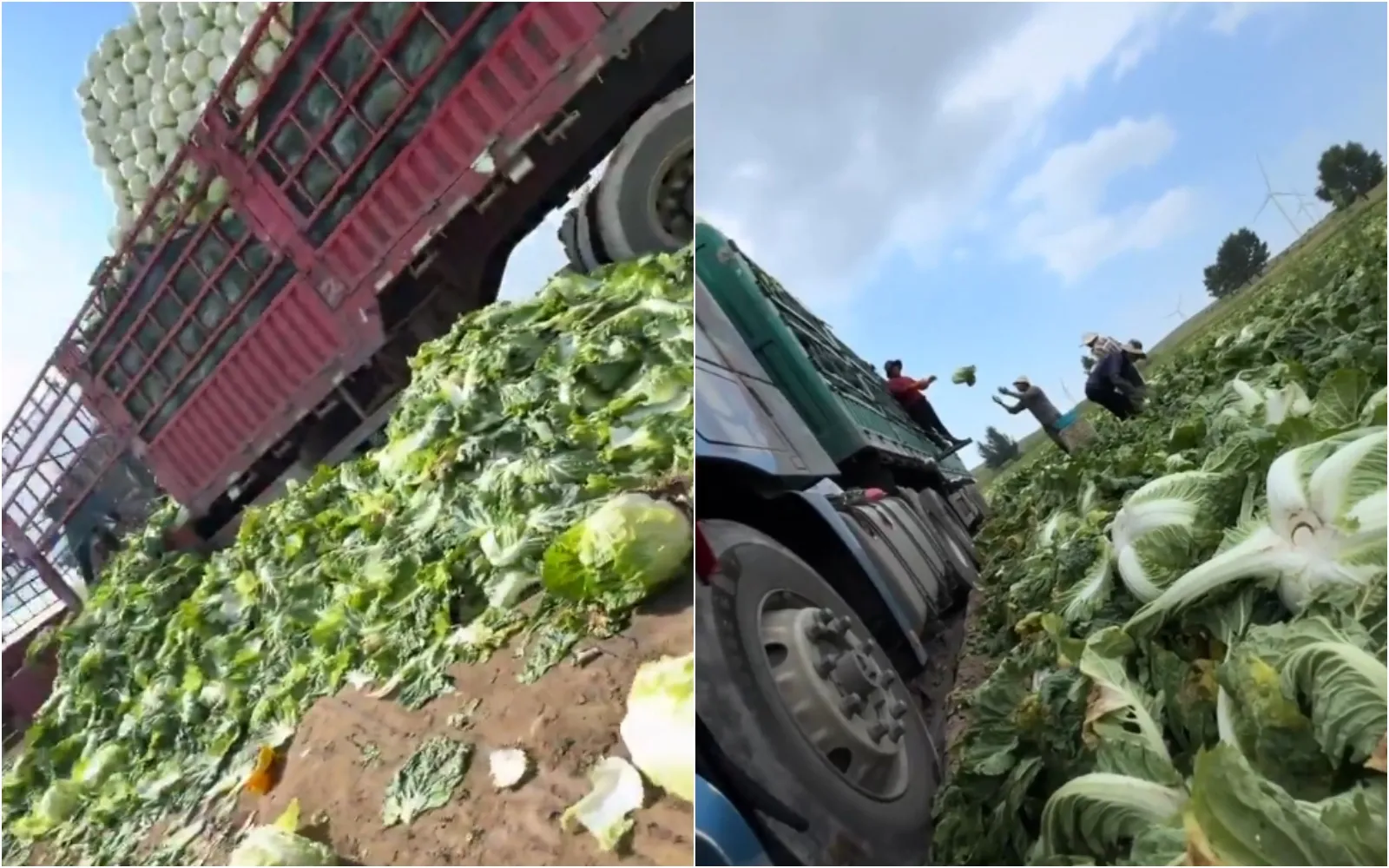 河北驚爆「甲醛白菜」整車載！中共官方急出手　食藥署：台灣本來就不准輸入