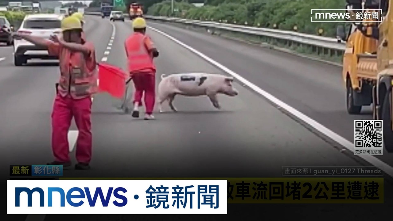 小豬掉落國道狂奔　導致車流回堵2公里遭逮