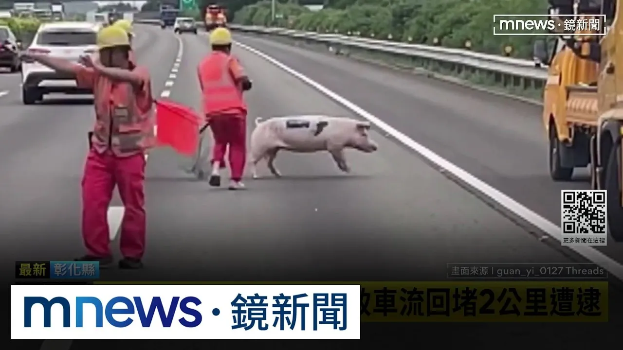 小豬掉落國道狂奔　導致車流回堵2公里遭逮