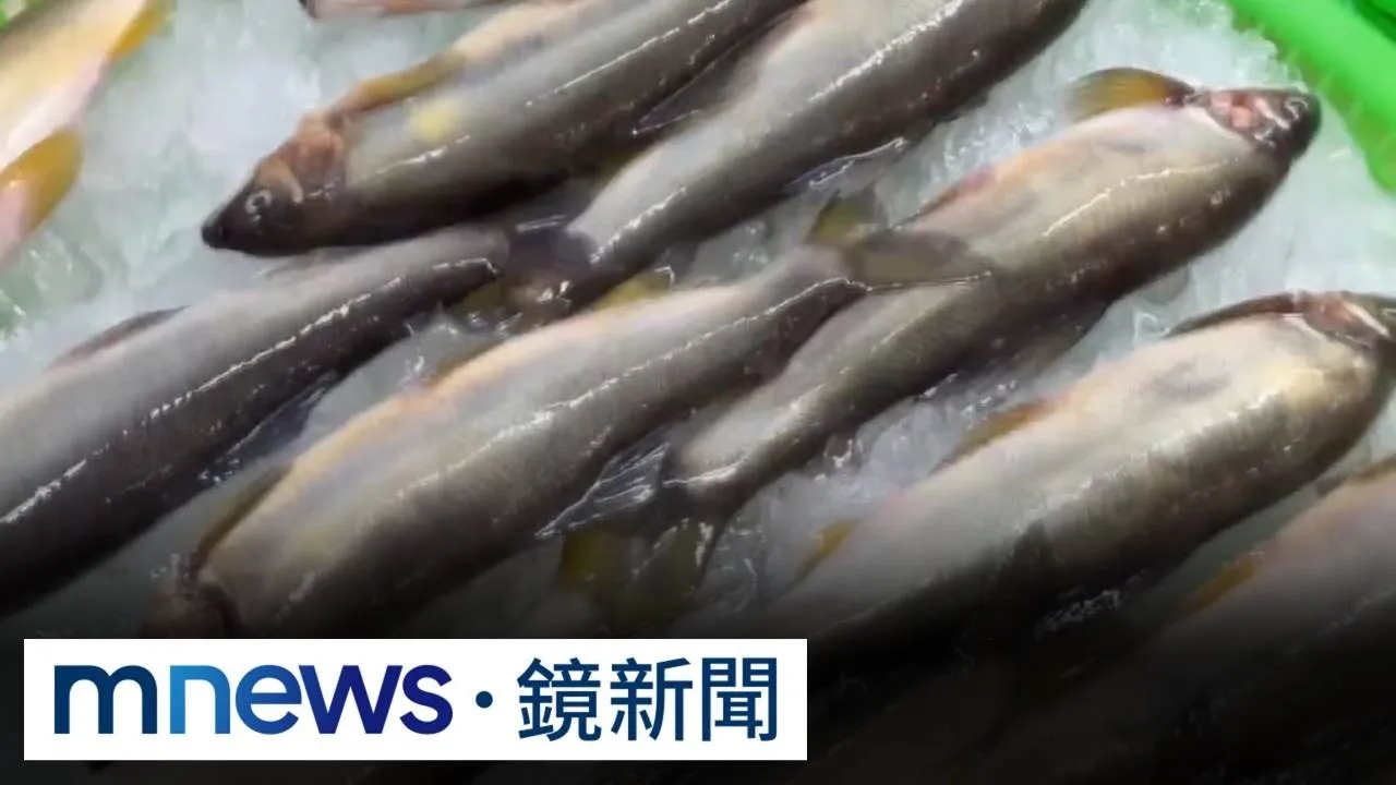梧棲漁港買「抱蛋母香魚」　消費者控攤商給公魚
