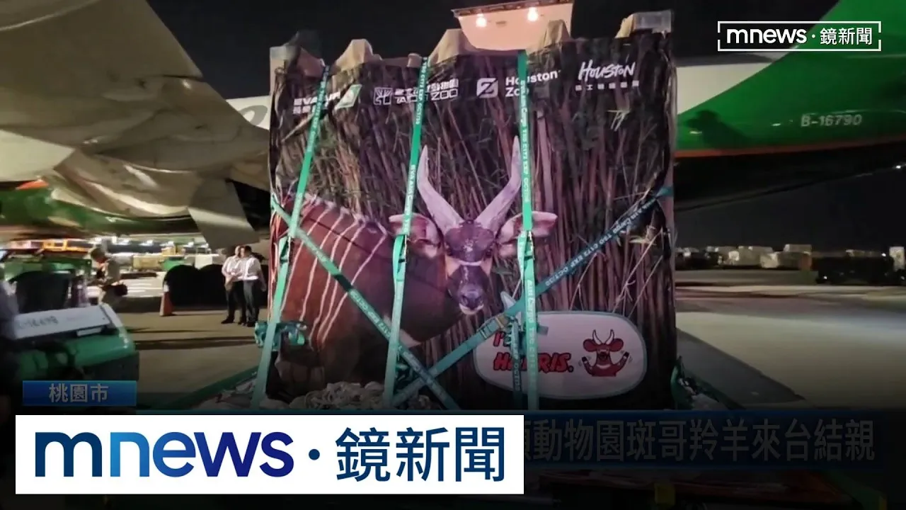 長榮貨機18小時直送　休士頓動物園斑哥羚羊來台結親
