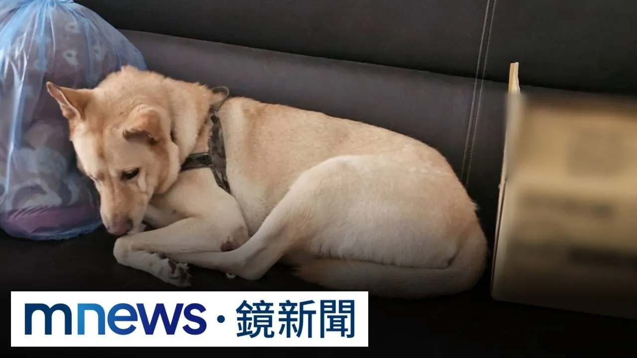 獨家／寵物展買「保健品」愛犬吃竟猝死　飼主哽咽求真相