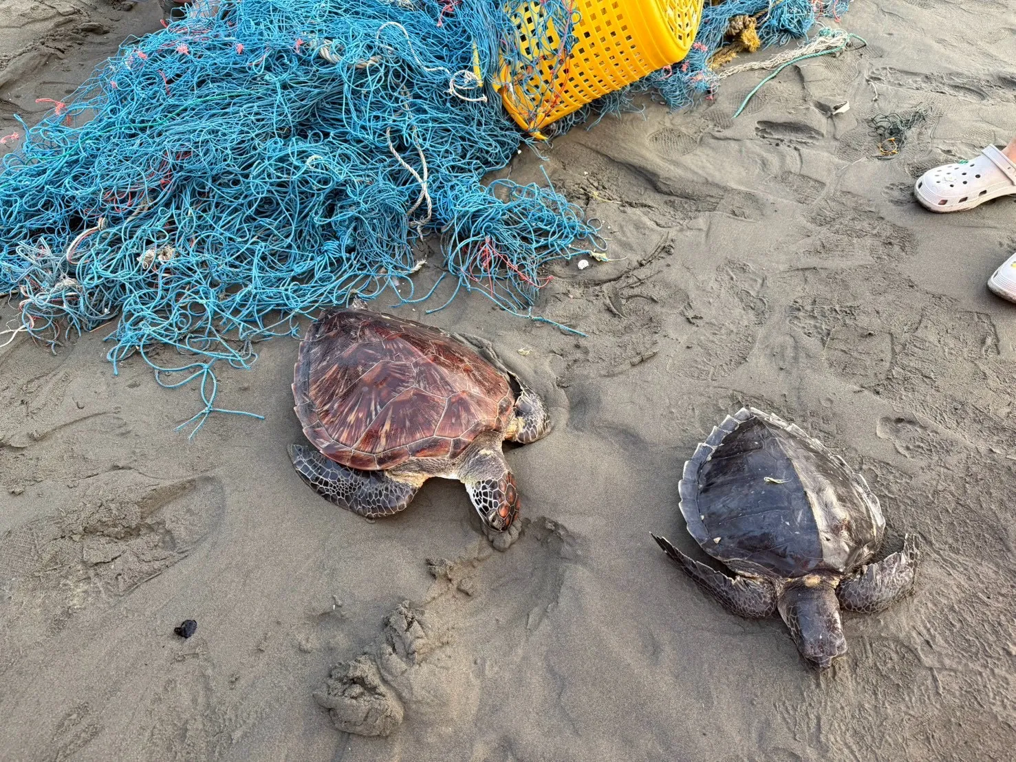 3隻保育海龜纏漁網擱淺台南沙洲、活動力趨弱　海巡獲報成功救回