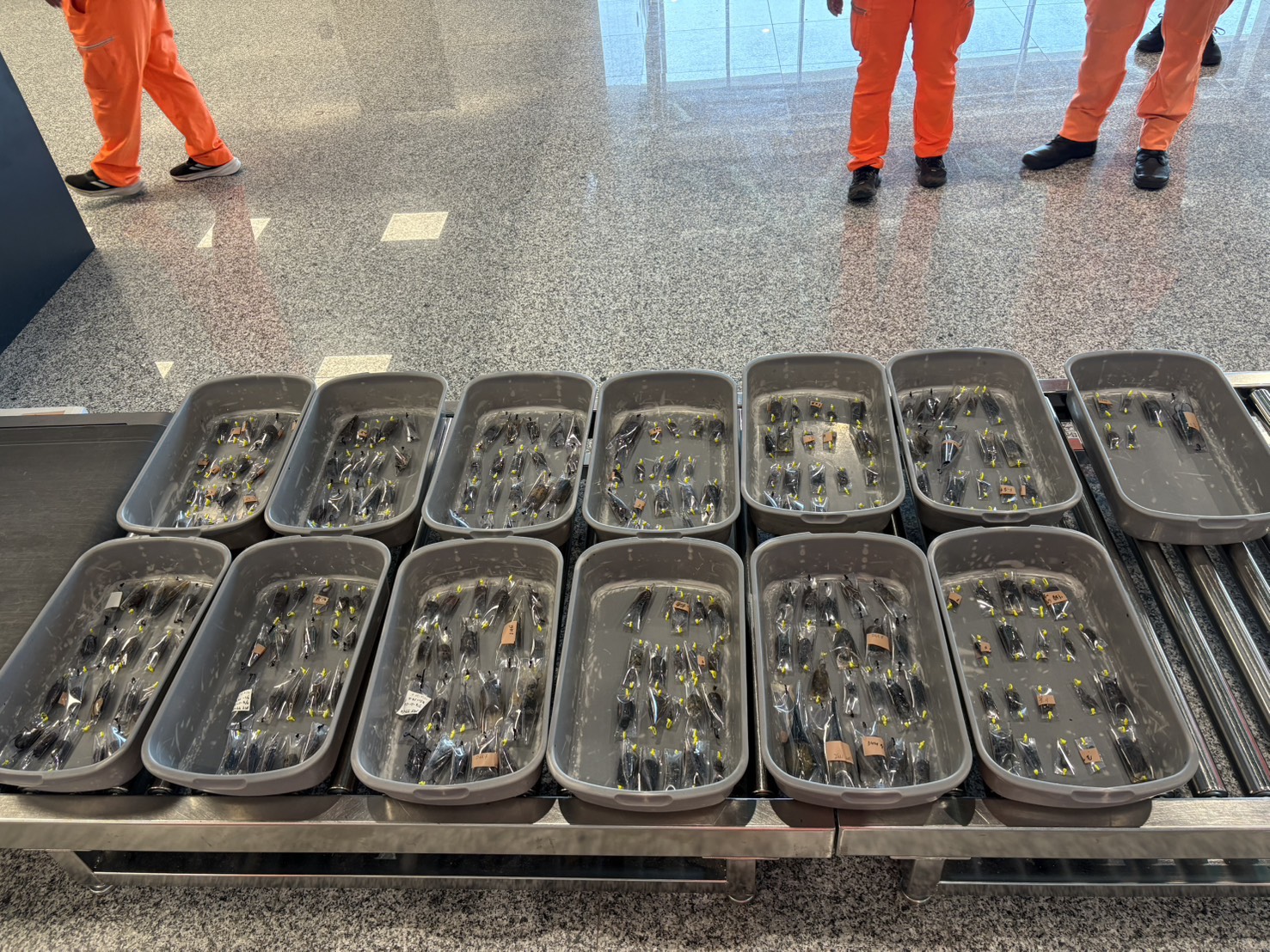 金門海巡查獲有本國籍旅客試圖夾帶248隻活體甲蟲,藉小三通出境至中國廈門。(海巡提供)