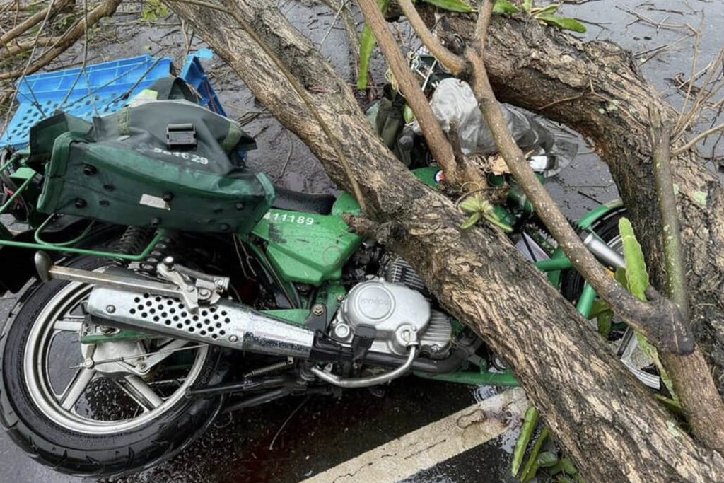 郵差冒雨執勤送信,卻遭路旁倒塌的黃花風鈴木砸中身亡。(警方提供)